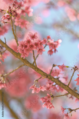 Pink sakura tree flower or cherry blossom