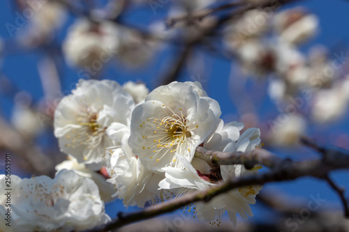 White Plum of plum garden at AobanoMori Park, Chiba prefecture, Chiba city, Japan photo