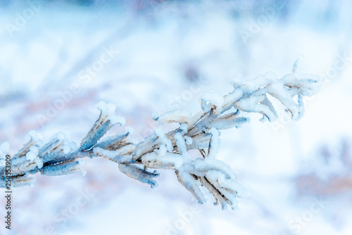 frozen vegetation