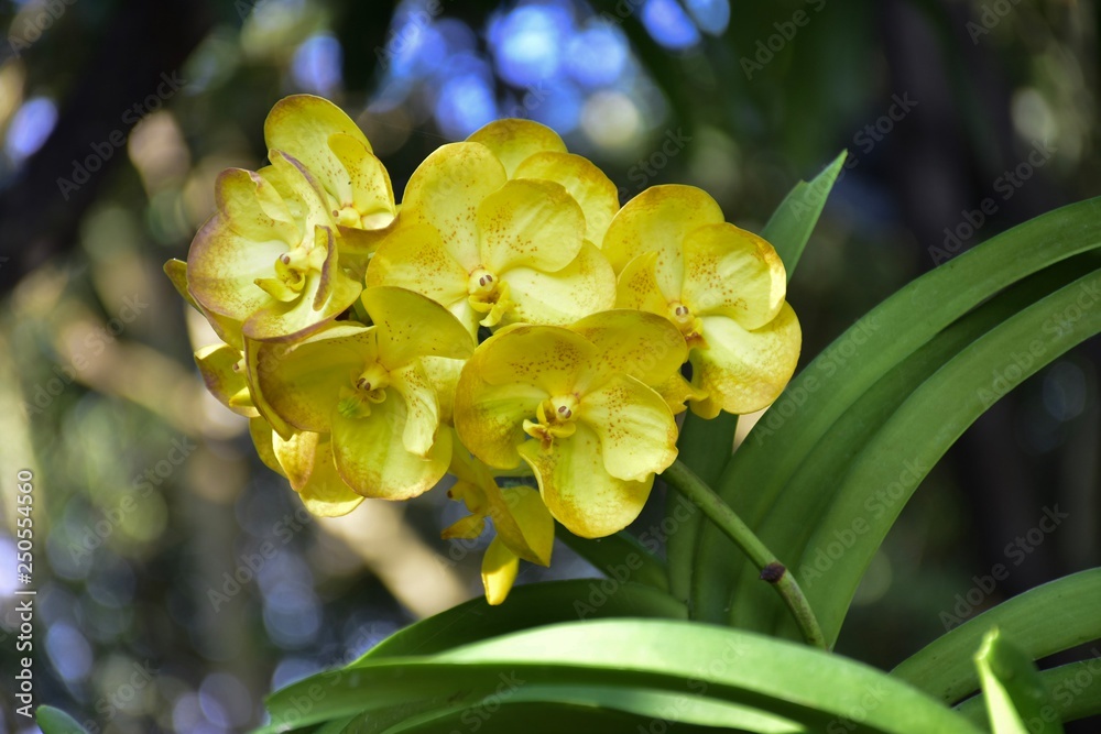 Orchid in the flower garden ASEAN Flower Festival 2018 Of Chiang Rai Province, Thailand. Orchid in the flower garden ASEAN Flower Festival 2018 Of Chiang Rai Province, Thailand.