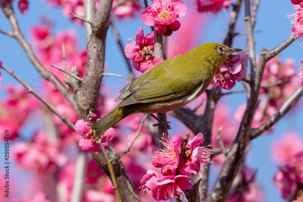 Red plum flower and Japanese White-eye, Aobanomori park in Chiba city, Chiba prefecture, Japan Red plum flower and Japanese White-eye, Aobanomori park in Chiba city, Chiba prefecture, Japan