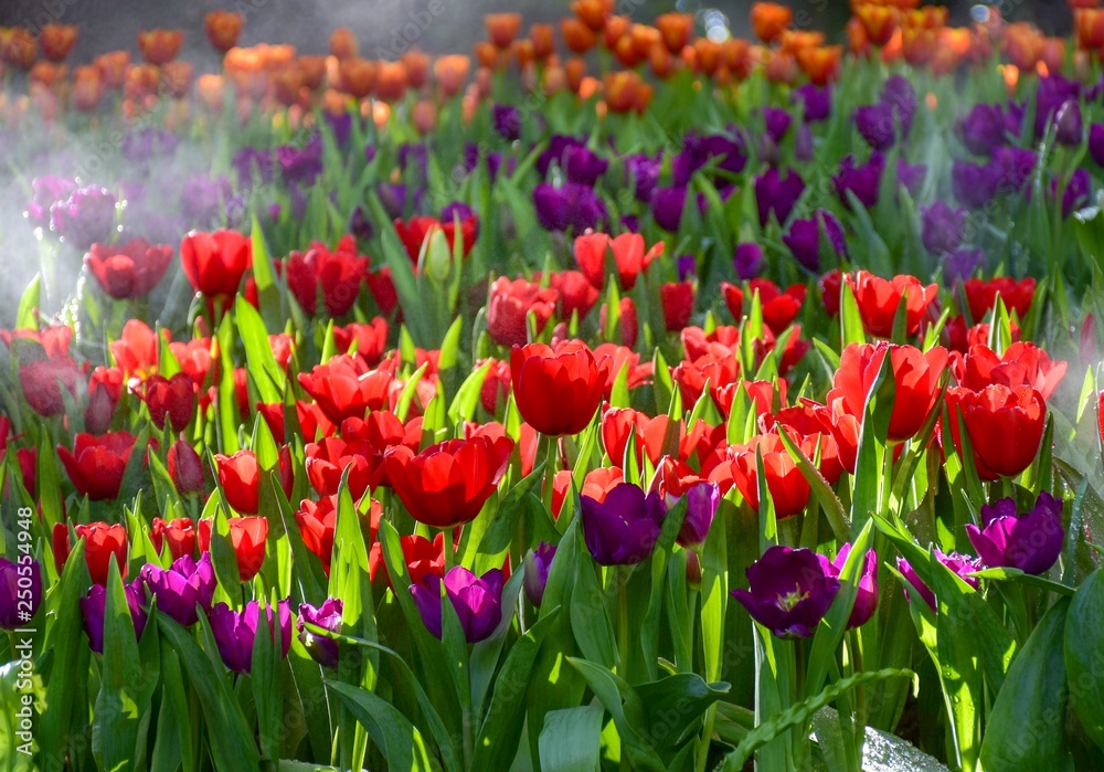 Multicolored tulips  in the flower garden ASEAN Flower Festival 2018 Of Chiang Rai Province, Thailand.