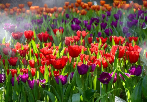 Multicolored tulips  in the flower garden ASEAN Flower Festival 2018 Of Chiang Rai Province  Thailand.