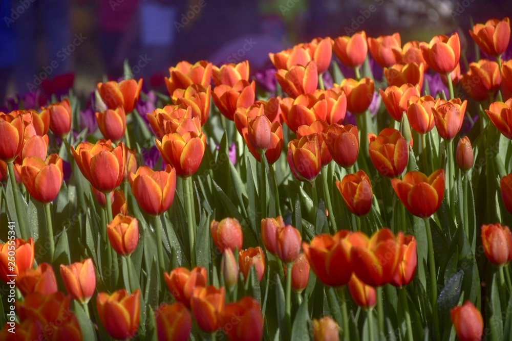 Multicolored tulips in the flower garden ASEAN Flower Festival 2018 Of Chiang Rai Province, Thailand. Multicolored tulips in the flower garden ASEAN Flower Festival 2018 Of Chiang Rai Province, Thailand.