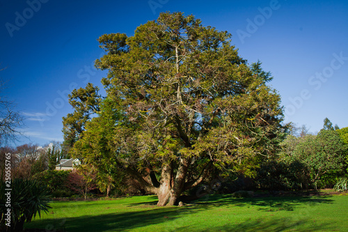 Old yew tree in the garden.