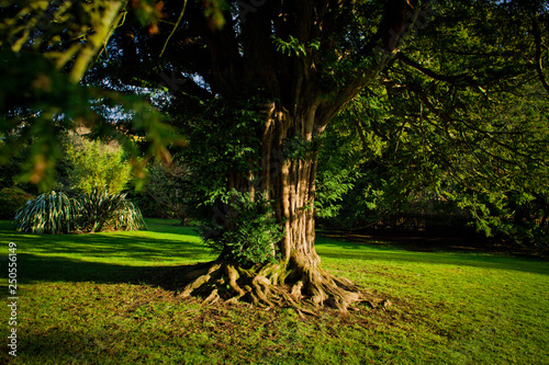 Fototapete Old yew tree in formal garden