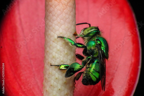 Orchid bee