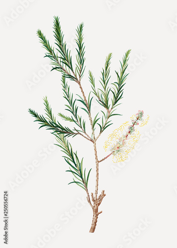 Swamp paperbark plant