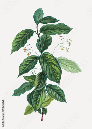 Broadlead spindle plant