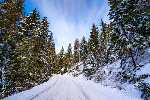 Winter snowy mountain road with pine trees