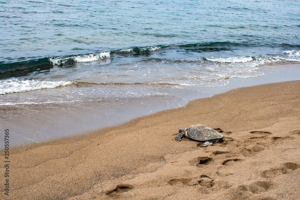 Obraz premium Sea turtle heading back to the ocean after resting on the beach in Hawaii