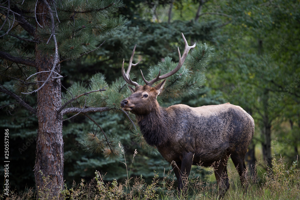 forest elk