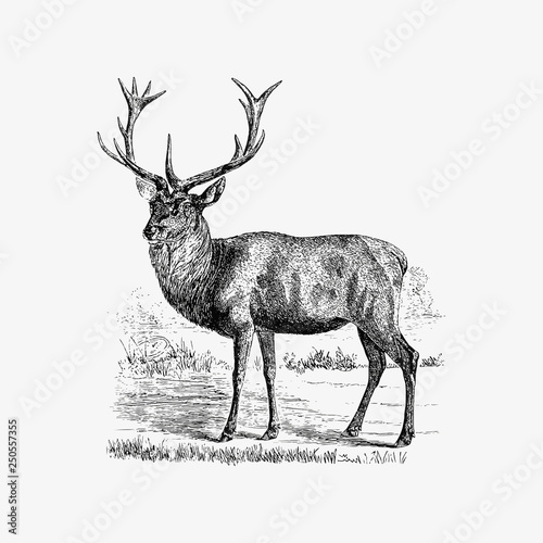 Red deer shade drawing