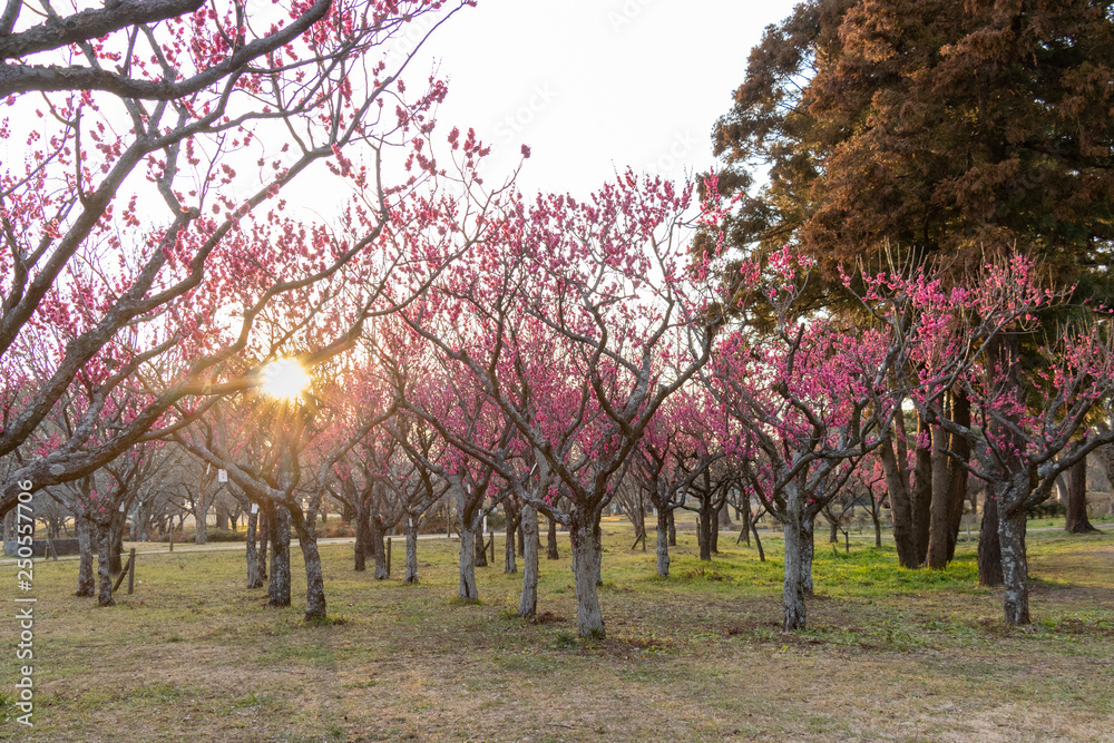 Plum garden at AobanoMori Park, Chiba prefecture, Chiba city, Japan Plum garden at AobanoMori Park, Chiba prefecture, Chiba city, Japan