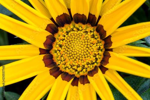 Close up details of a yellow flower