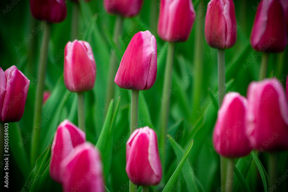 Tulips Tulips