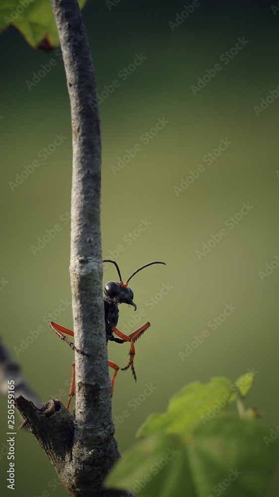 funny moments of insects playing hide and seek between tree trunks in the wild funny moments of insects playing hide and seek between tree trunks in the wild