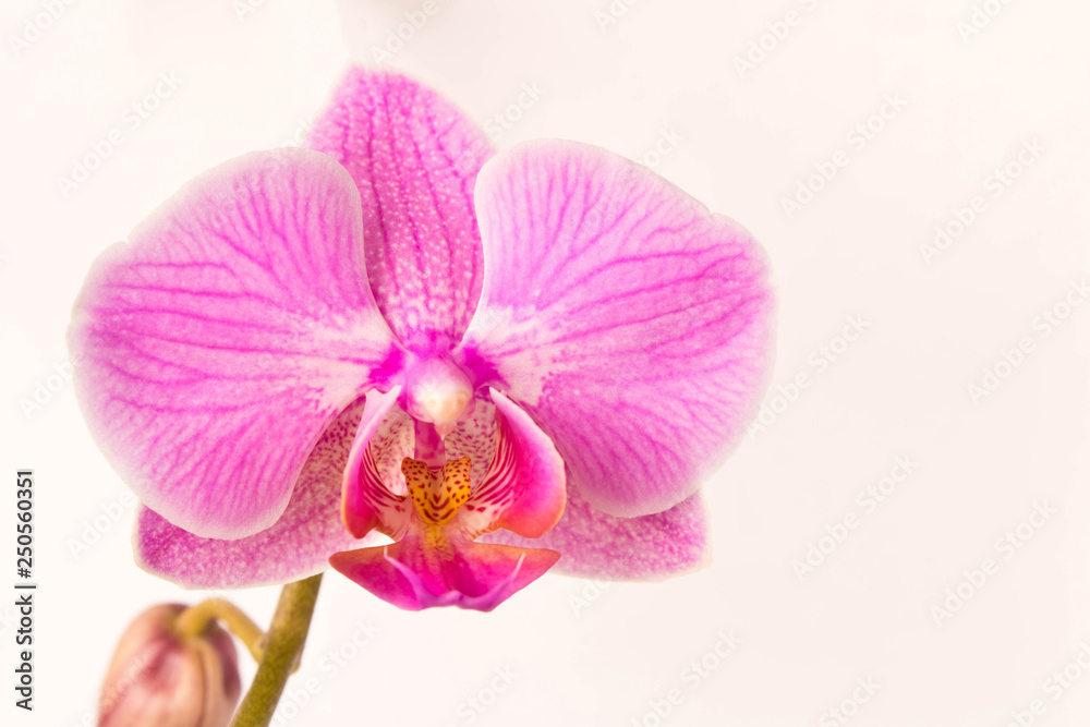 Beautiful Orchid flower. Close up. Orchid Bud. Beautiful Orchid flower. Close up. Orchid Bud.