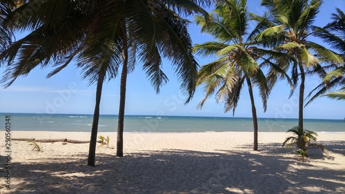 beach with palm trees recife