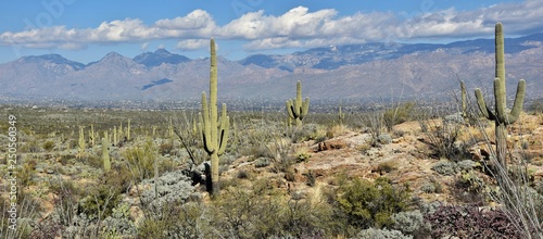 A forest of saguaro cactus in the Rincon Mountains of Saguaro National Park outside Tucson, Arizona.