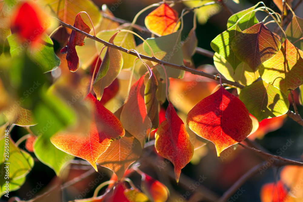 Fototapeta premium Chinese Tallow Leaves
