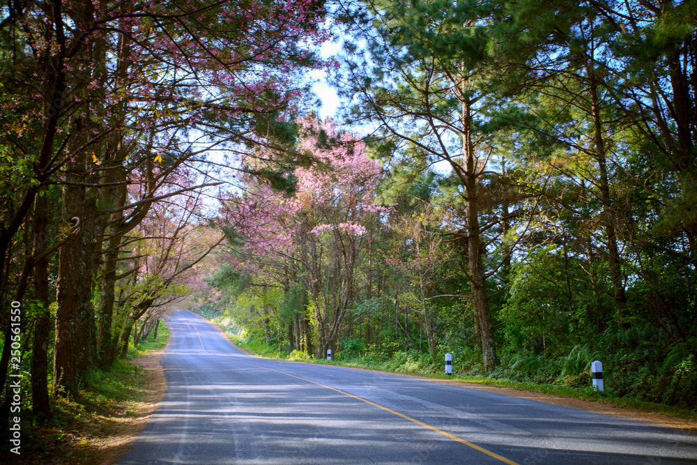 Obraz premium beautiful blooming flower annd mountain road in chiangmai northern of thailand