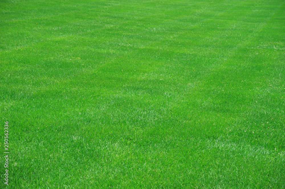 high angle view of real green grass background high angle view of real green grass background