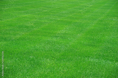 high angle view of real green grass background