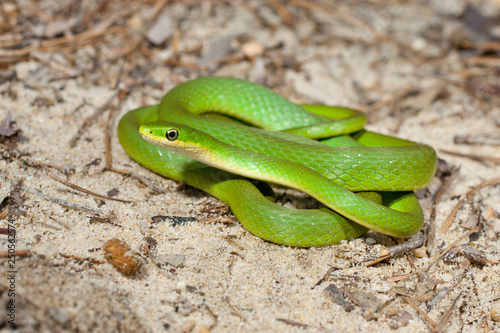 Smooth green snake - Liochlorophis vernalis photo