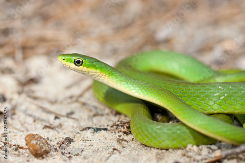 Smooth green snake - Liochlorophis vernalis photo