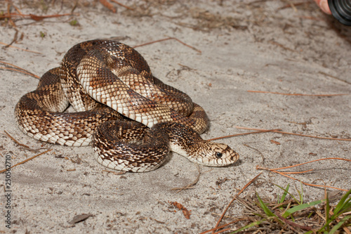 Florida pine snake - Pituophis melanoleucus mutigus