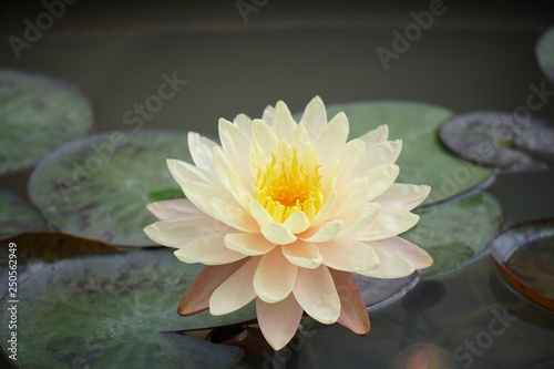 Lotus blossom in the pond