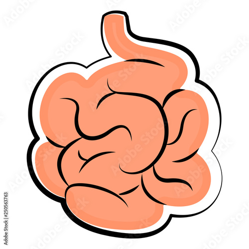 Human small intestine. Colored sketch. Vector illustration design