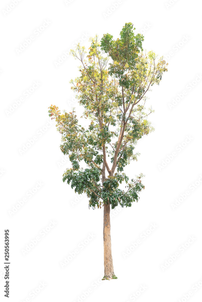 Closeup Big Mahogany Tree isolated on white background