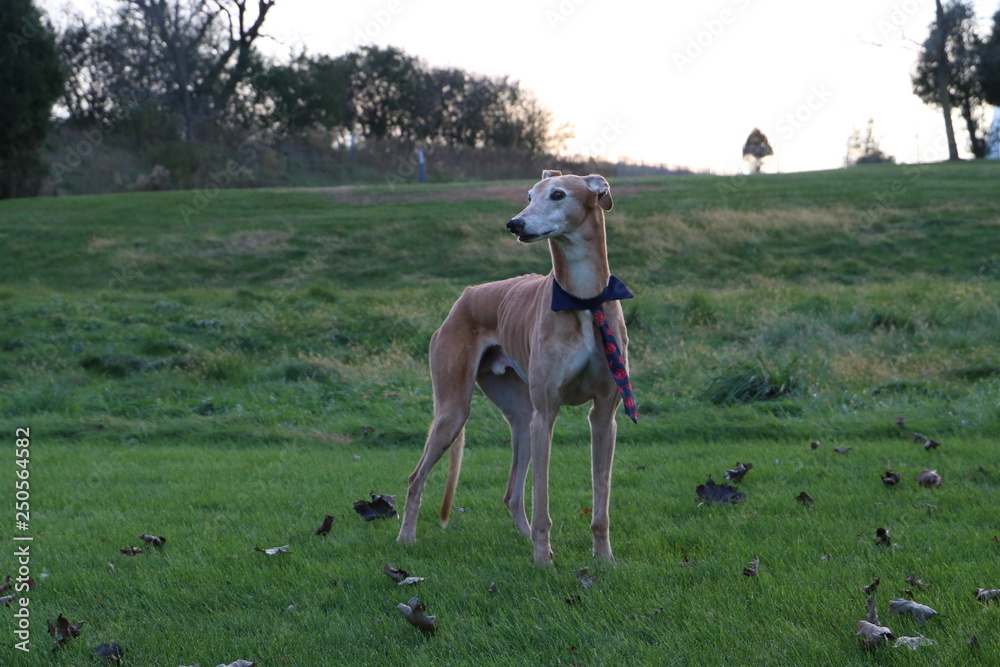 Male greyhound dog wearing a tie Male greyhound dog wearing a tie