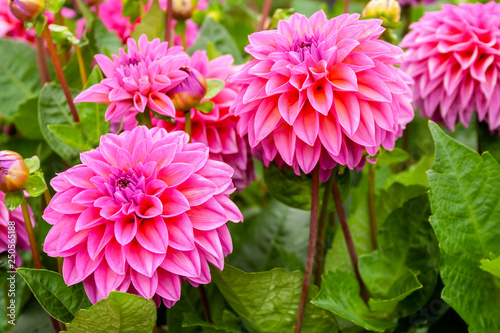 Pink Dahlia