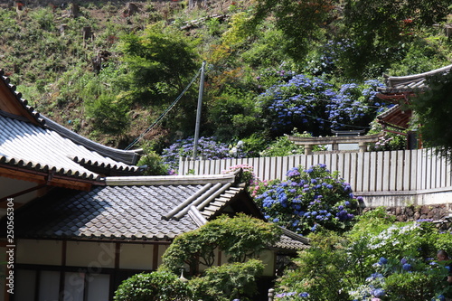 寺と青い紫陽花