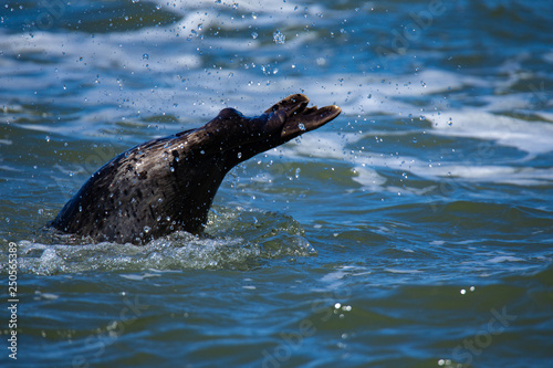 Harbor seal in California Coastal, the tail