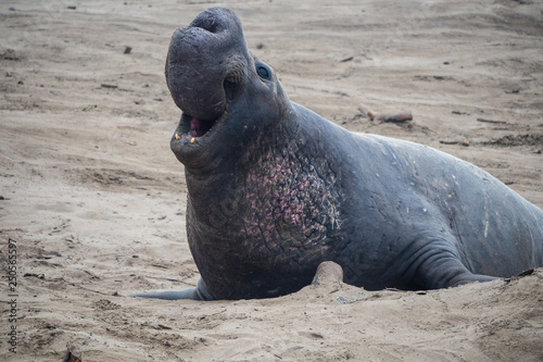 ano nuevo elephant seals