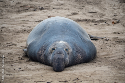 ano nuevo elephant seals