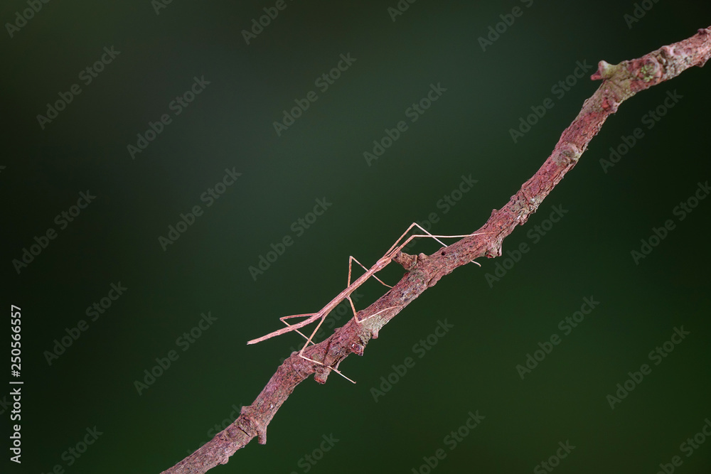 Walking stick insect or Phasmids (Phasmatodea or Phasmatoptera) also