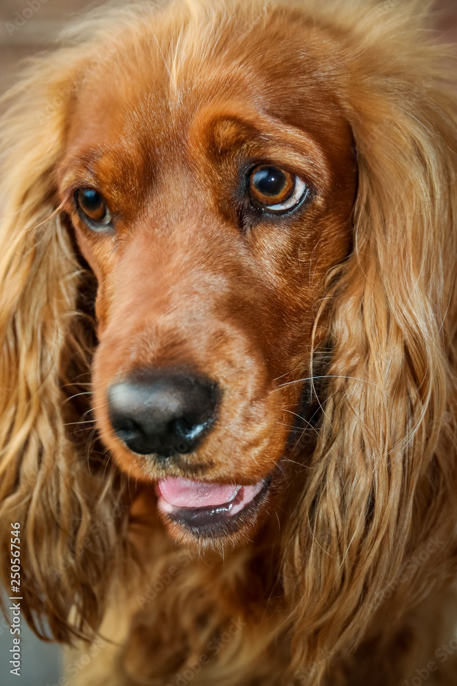 Spaniel pup facial closeup Spaniel pup facial closeup