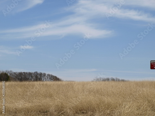 Tall Prairie Grasses on hillside below tree line and blue sky with whispy clouds.
