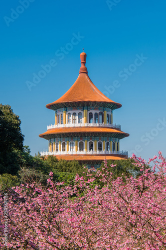 Sakura cherry blossom at Tianyuan temple, Taipei, Taiwan