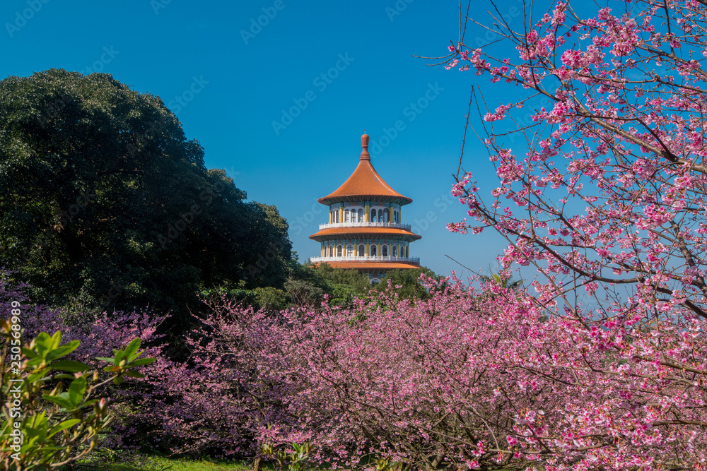 Fototapeta premium Sakura cherry blossom at Tianyuan temple, Taipei, Taiwan