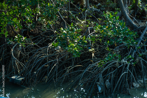 Mangrove trees   Canon EOS 7D