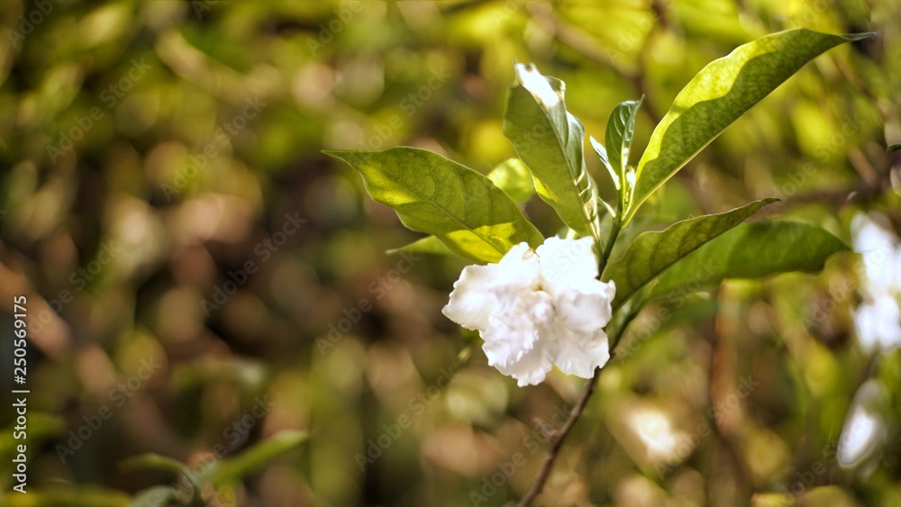 Fototapeta premium white flowers of a tree