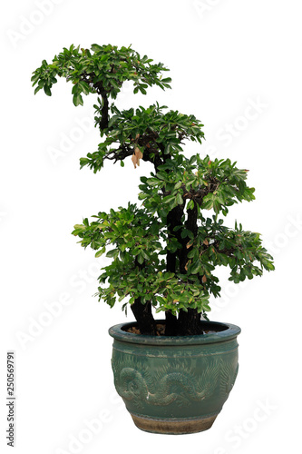 Bonsai in pots on white background.
