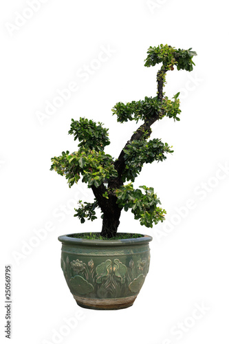 Bonsai in pots on white background.