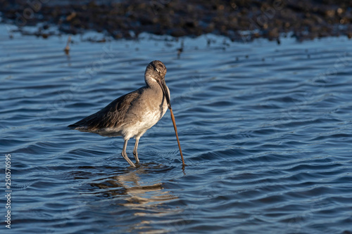 Willet hunting for mud worms